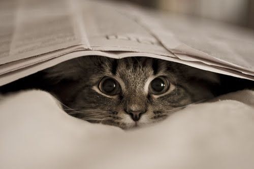 cat